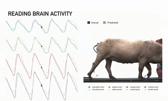 뉴럴링크가 공개한 뇌파 분석을 통한 돼지의 움직임 예측 과정